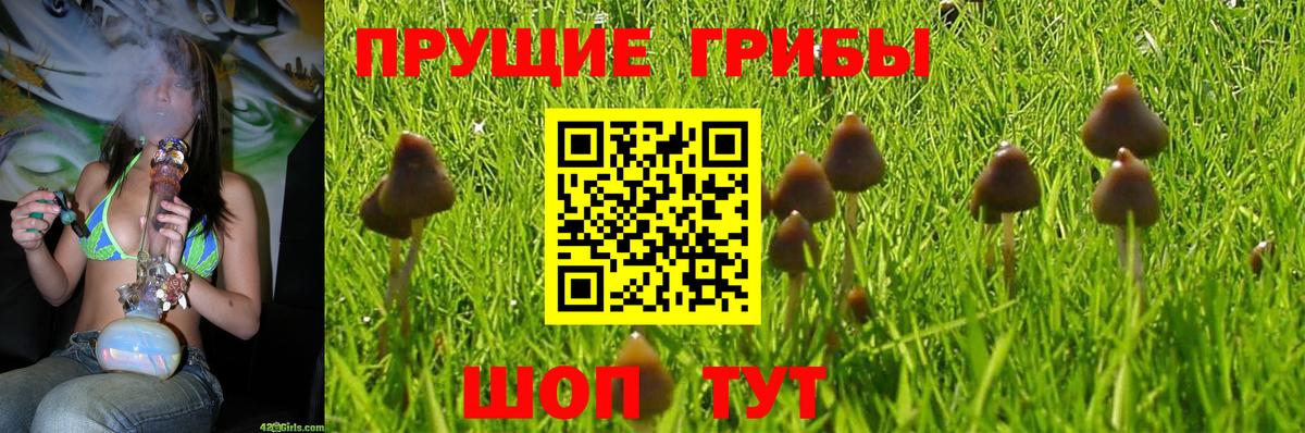 Кувандык  Галлюциногенные грибы Psilocybine cubensis  Вход с VPN 